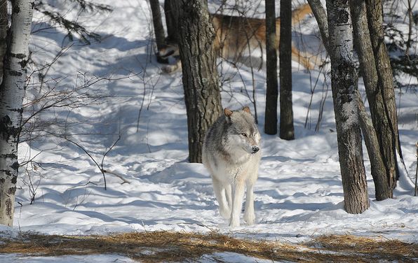  p>大平原狼(学名: i>canis lupus nubilus /i>)是灰狼的 a target="