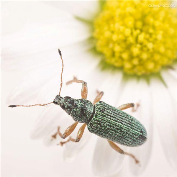  p>象鼻虫(elaeidobius kamerunicus)是 a href="#" data-lemmaid="