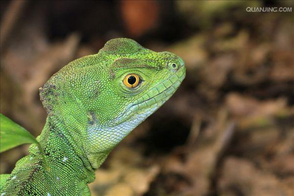 basilisk lizard
