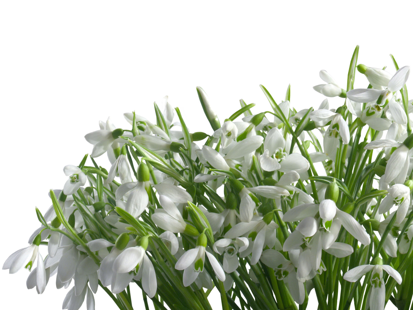 也叫做白菖蒲, a target="_blank" href="/item/藏菖蒲/5077321"