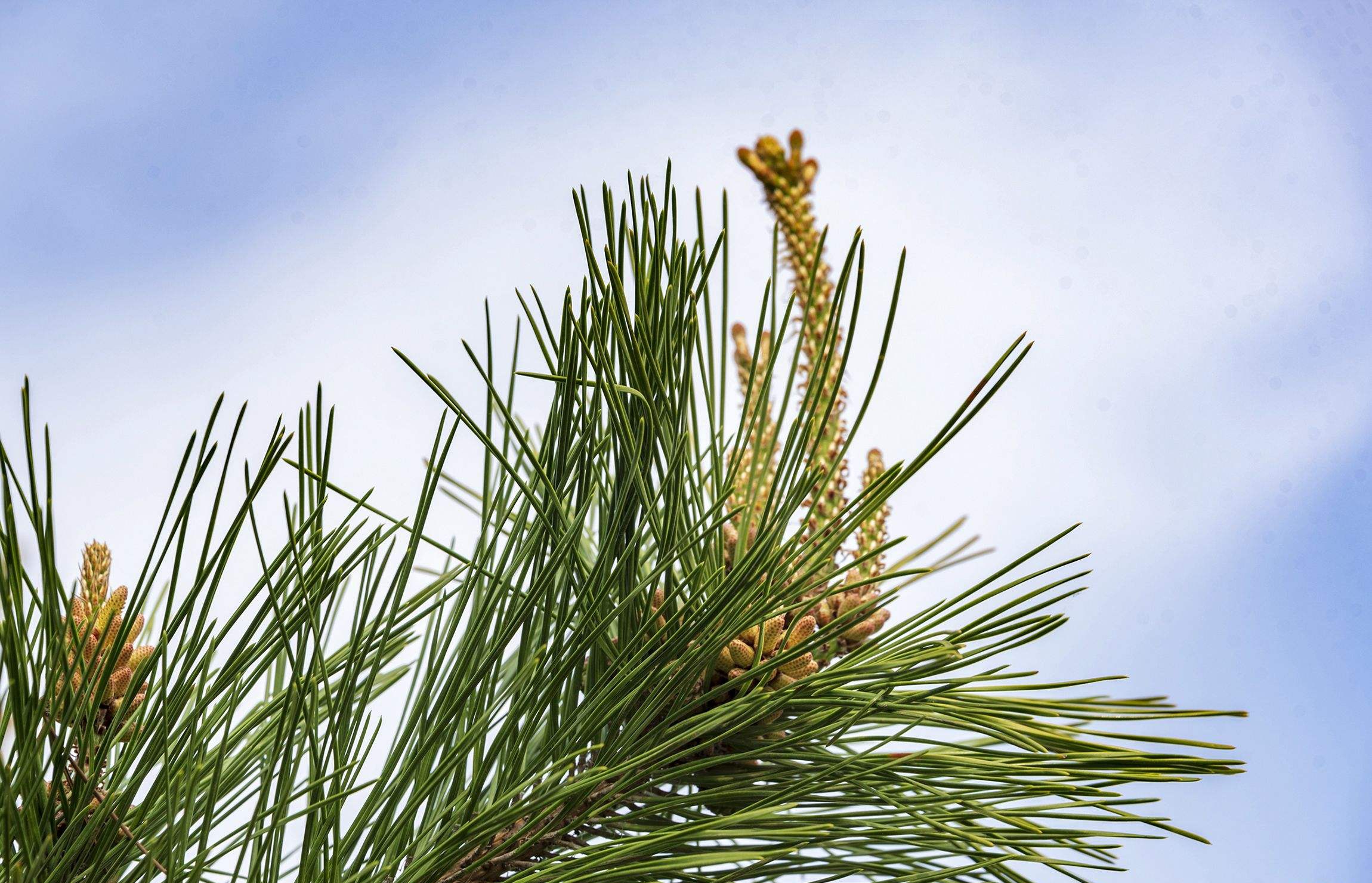 5米; a href="#" data-lemmaid="6015841">树皮 /a