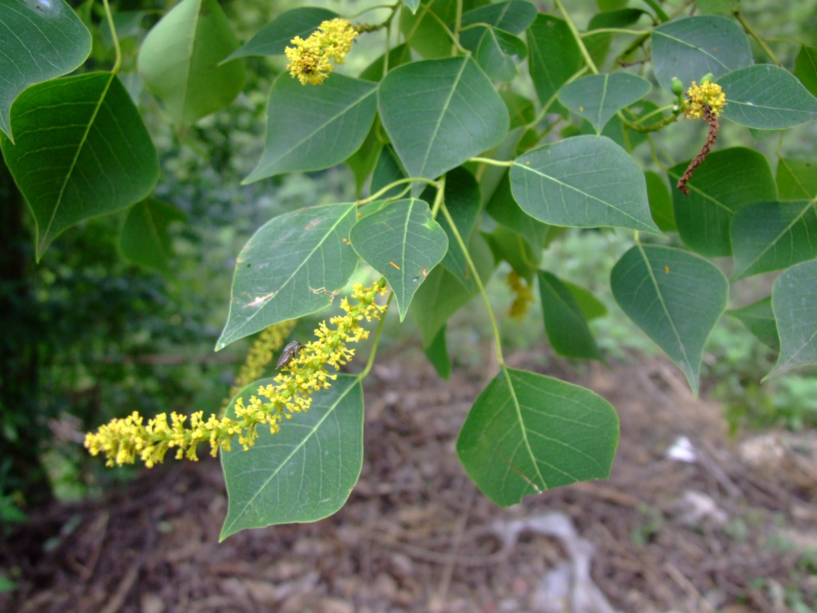 triadica sebifera