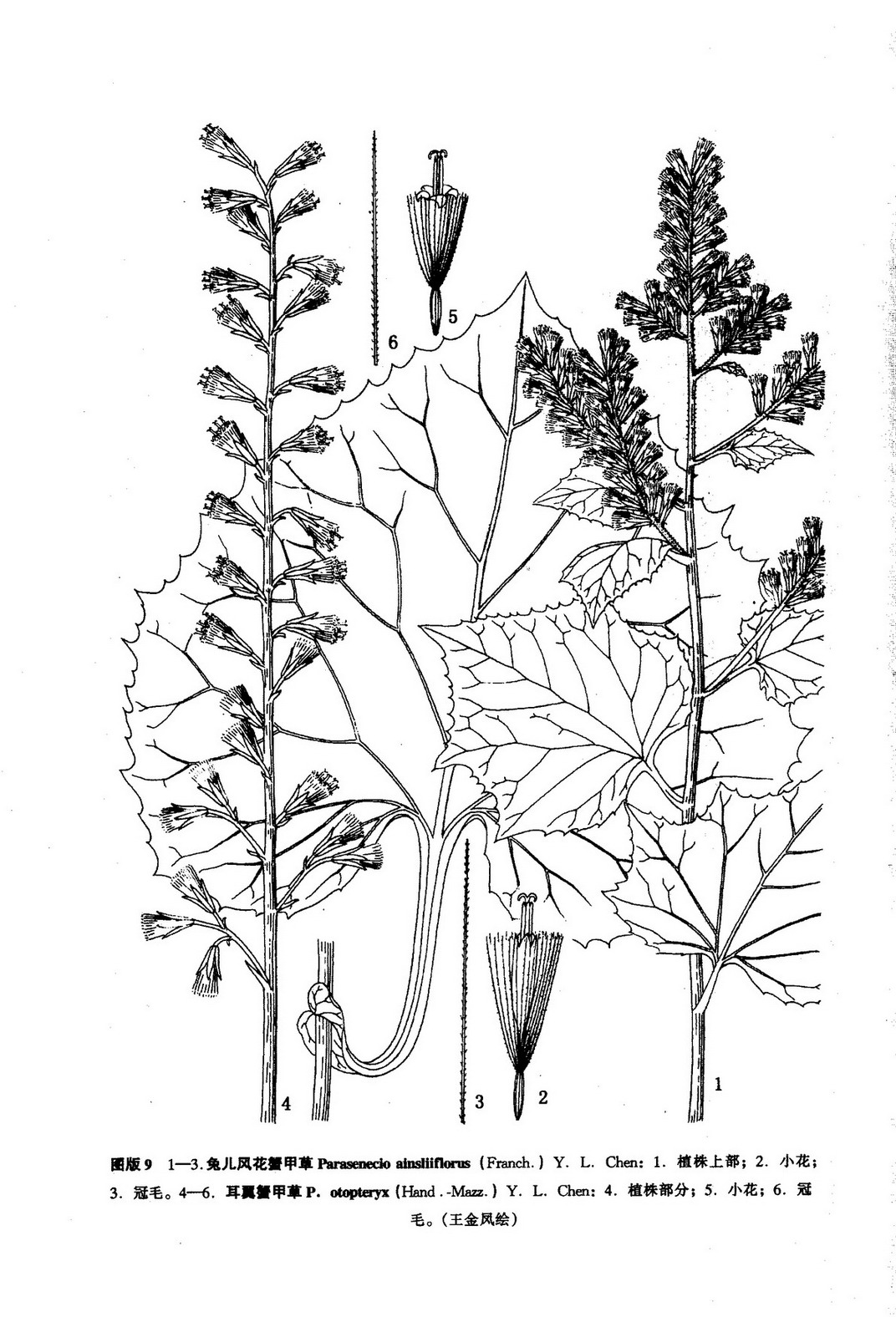 ainsliaeiflorus)为 a target="_blank" href="/item/桔梗目/6759545"