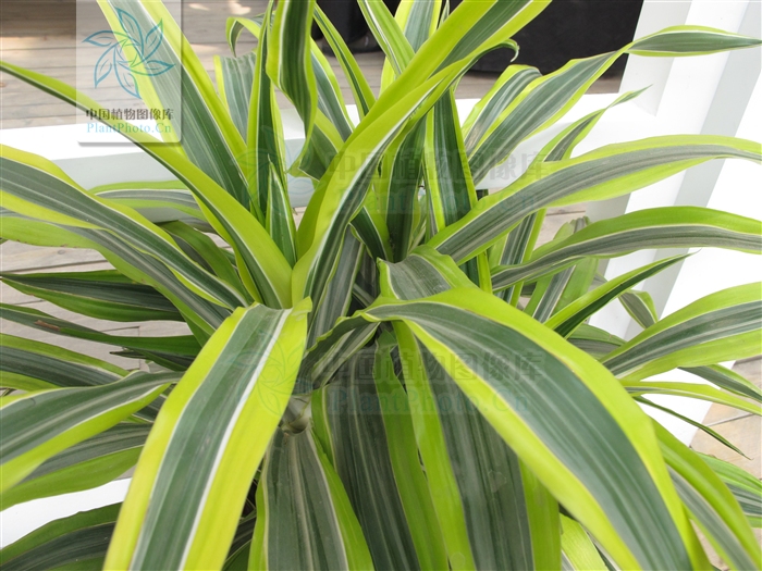  p>金边香龙血树,别名 a href="#" data-lemmaid="1948760">巴西铁树 