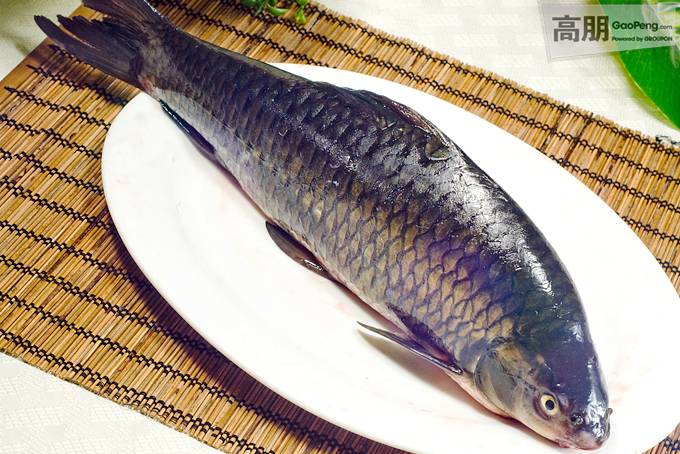 spinibarbus  denticulatus