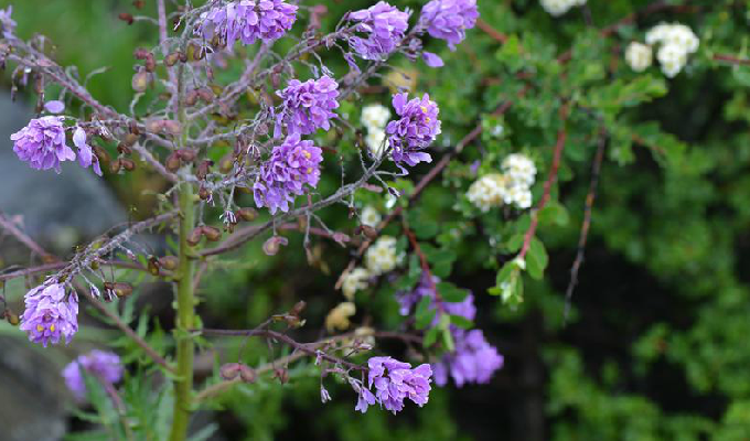  p>高河菜属(学名: b>megacarpaea /b>&nbsp;dc.