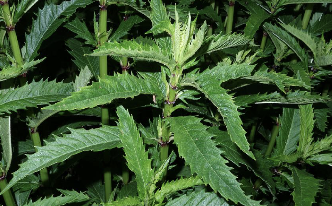  p>硬毛地笋(学名: i>lycopus lucidus /i> turcz. ex benth var.