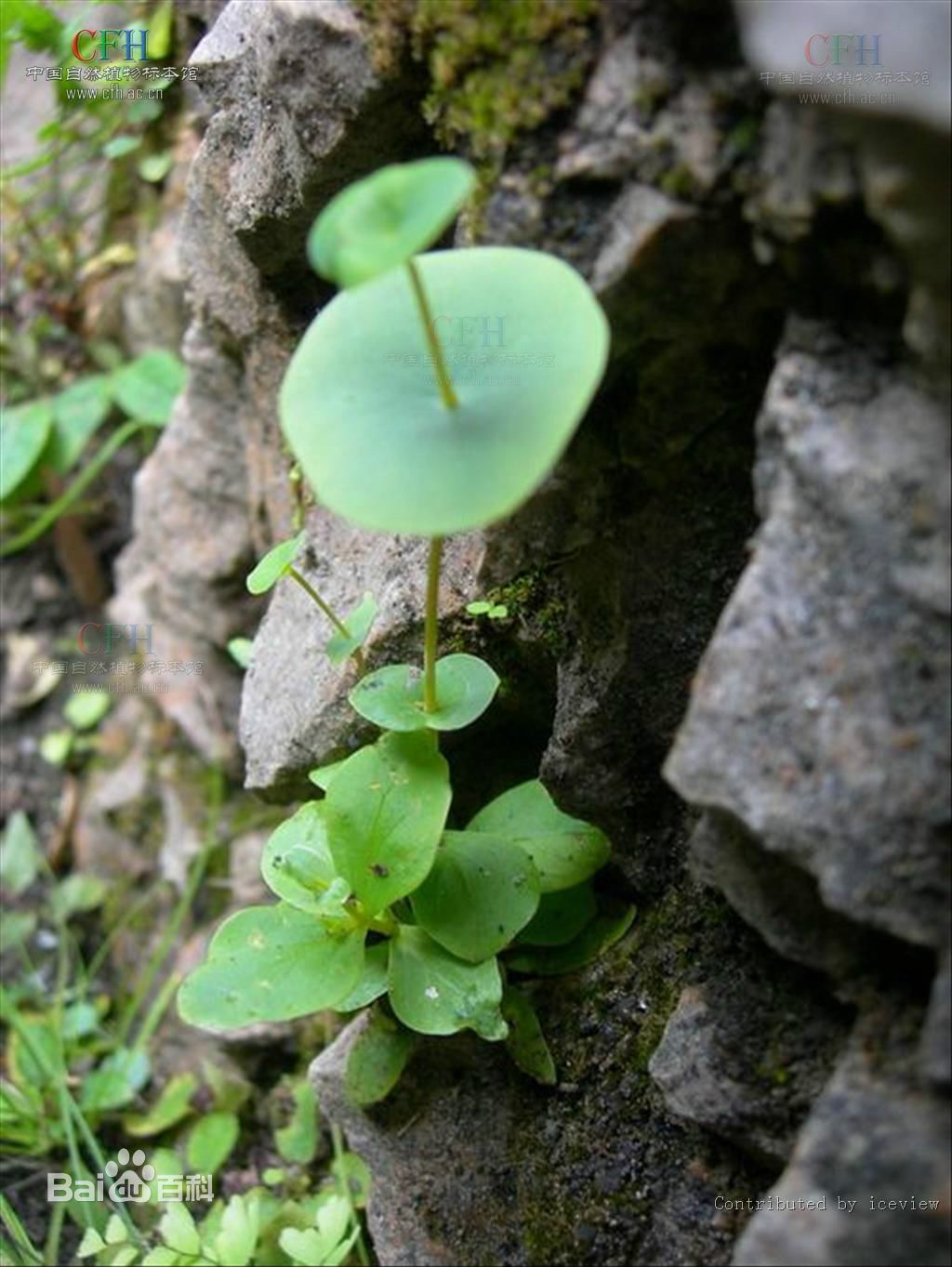  p> a href="#" data-lemmaid="4989667">穿心草 /a>, a href="#"