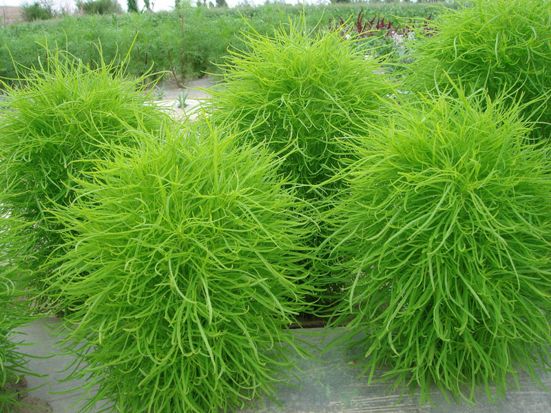  p data-id="tb5eyvrjmsuj">铁扫把是蝶形花科胡枝子属的小灌木植物