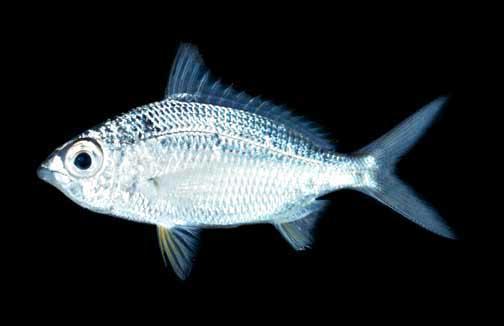 以底栖性之小型 a href="#" data-lemmaid="149803">无脊椎动