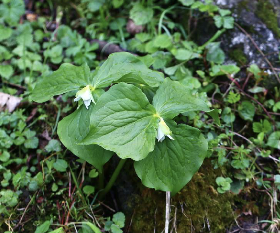  p>延龄草(学名: i>trillium tschonoskii /i> maxim.