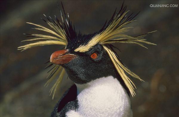 e·crestatus rockhopper penguin
