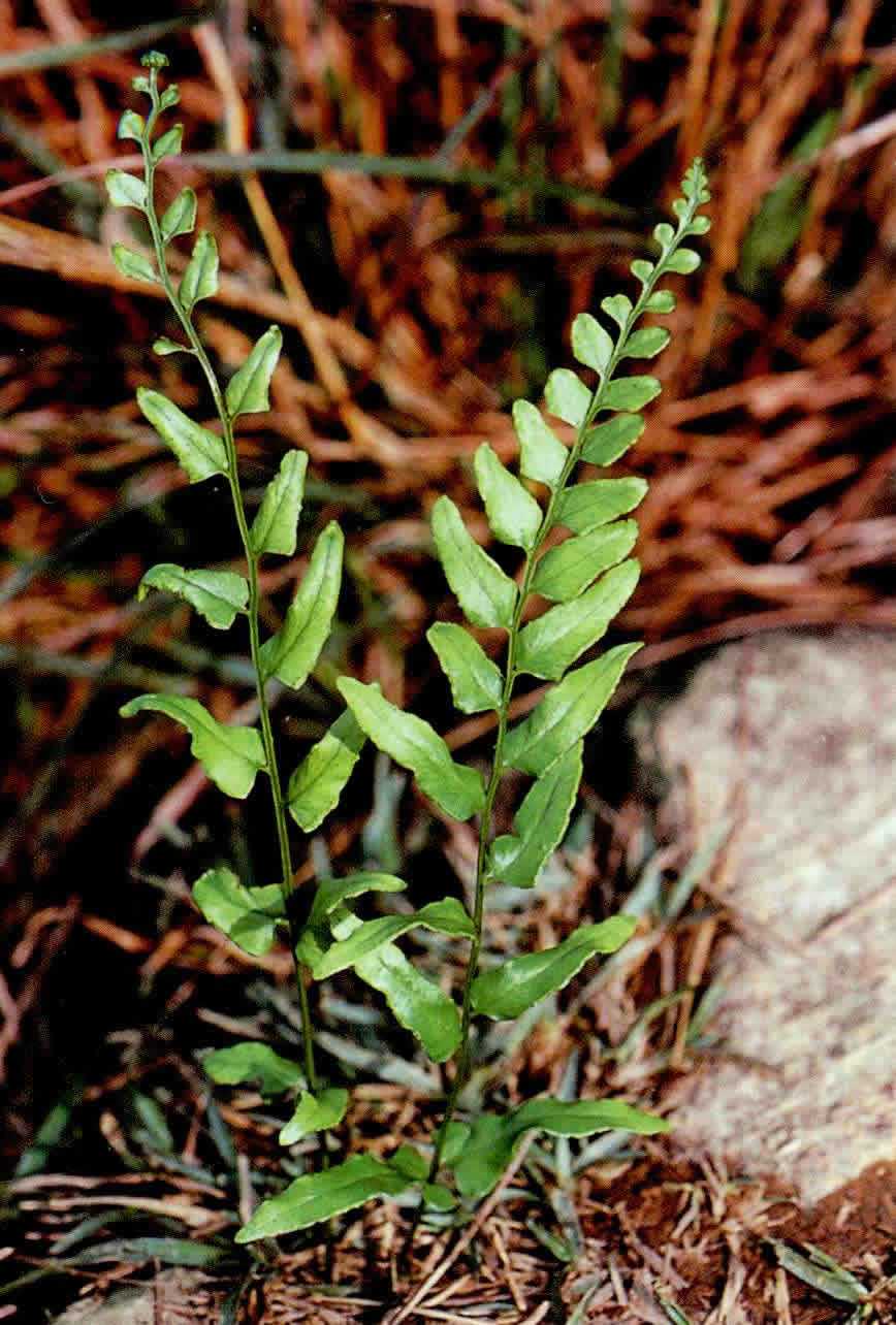 >陵齿蕨科 /a> a href="#" data-lemmaid="4954371">陵齿蕨属 /a>植物