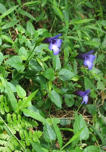  p>光叶蝴蝶草(学名:torenia asiatica)是玄参科 a href="#" data