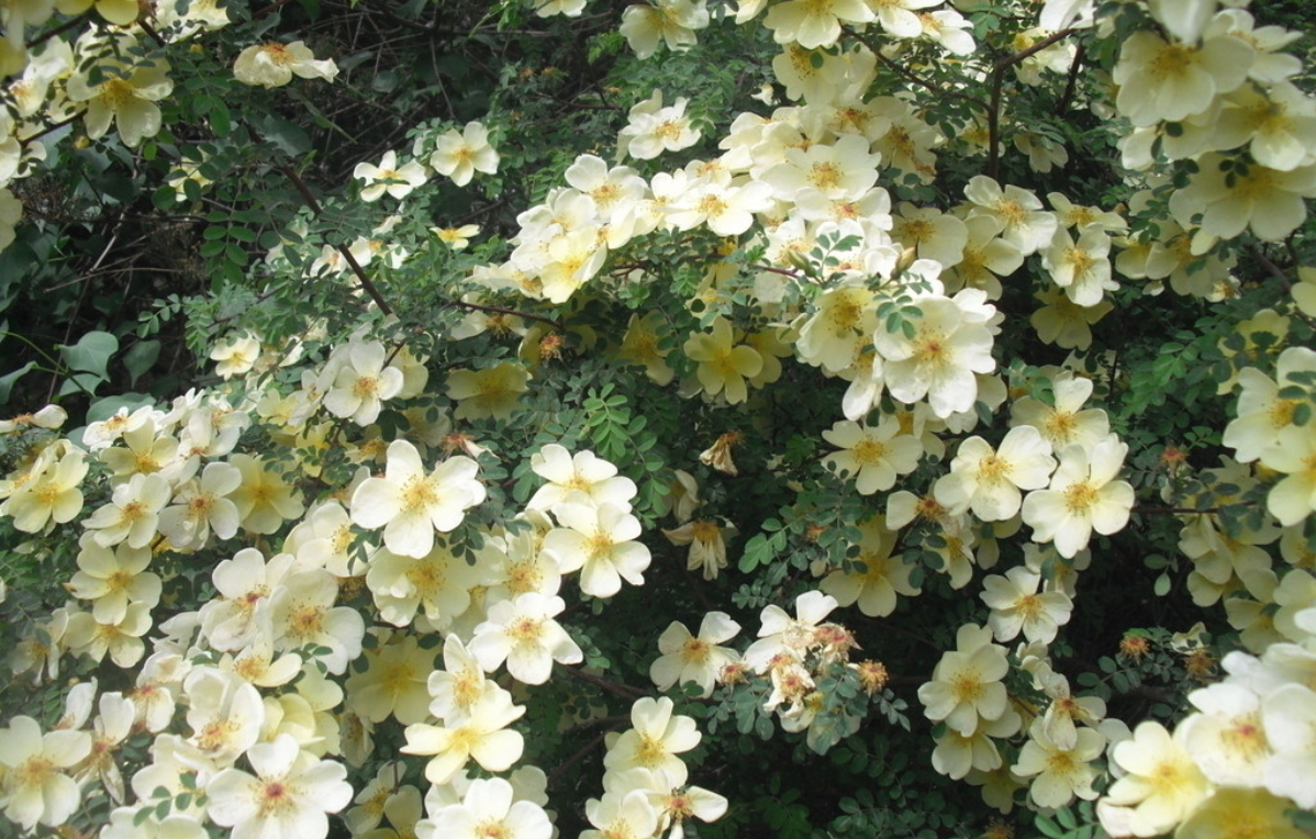  p>矮蔷薇(rosa nanothamnus bouleng)落叶灌木,植株丛生,蔓延或攀援