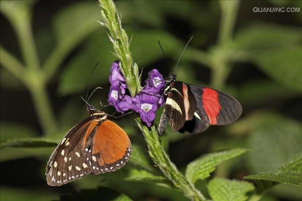  p>红带袖蝶 i>(学名:heliconius melpomene) /i>,又名红色邮差蝴蝶