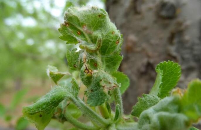  p>苹小卷叶蛾是桃园的主要害虫之一.