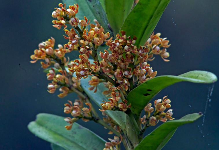  p>窄果脆兰(学名: i>acampe ochracea /i>  (lindl.)  hochr.