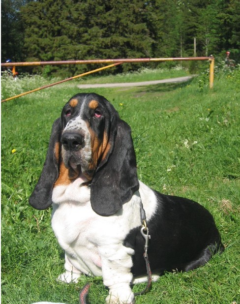  p>巴吉度猎犬(basset hound)也有的称法国短脚猎犬.
