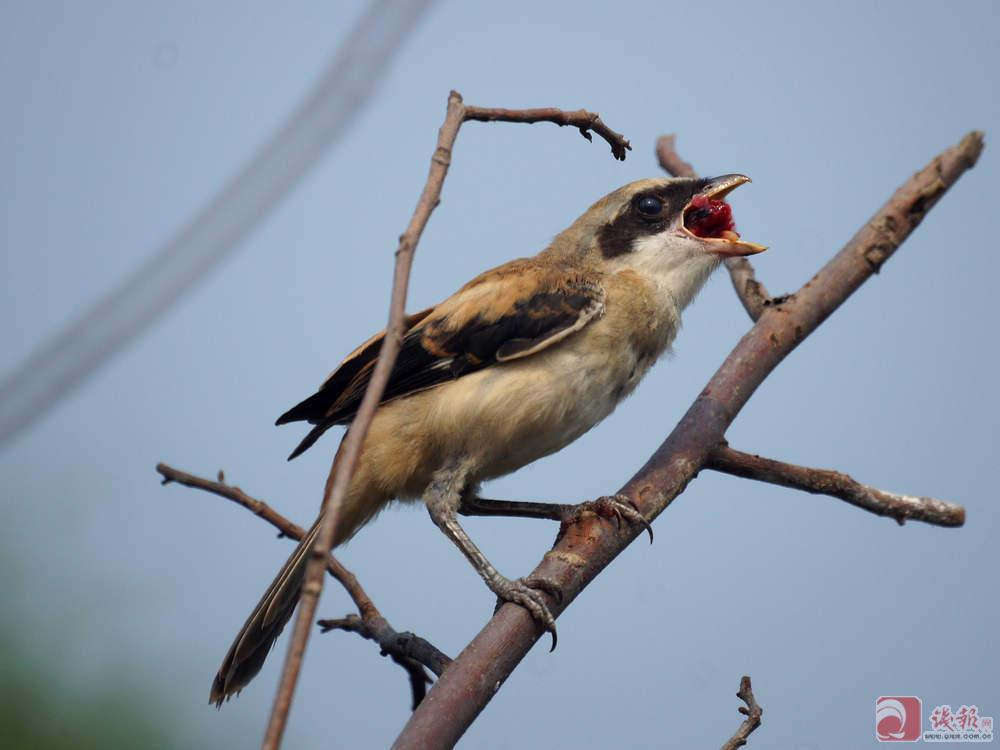  p>屠夫鸟,又称 a href="#" data-lemmaid="3287963">伯劳鸟 /a>,头较