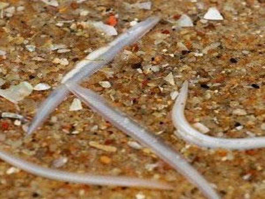 p>头索动物柄息在热带和亚热带的浅海中,体呈鱼形.