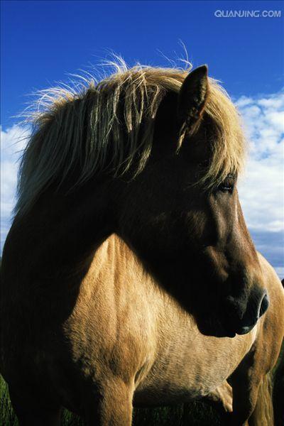 icelandic horse