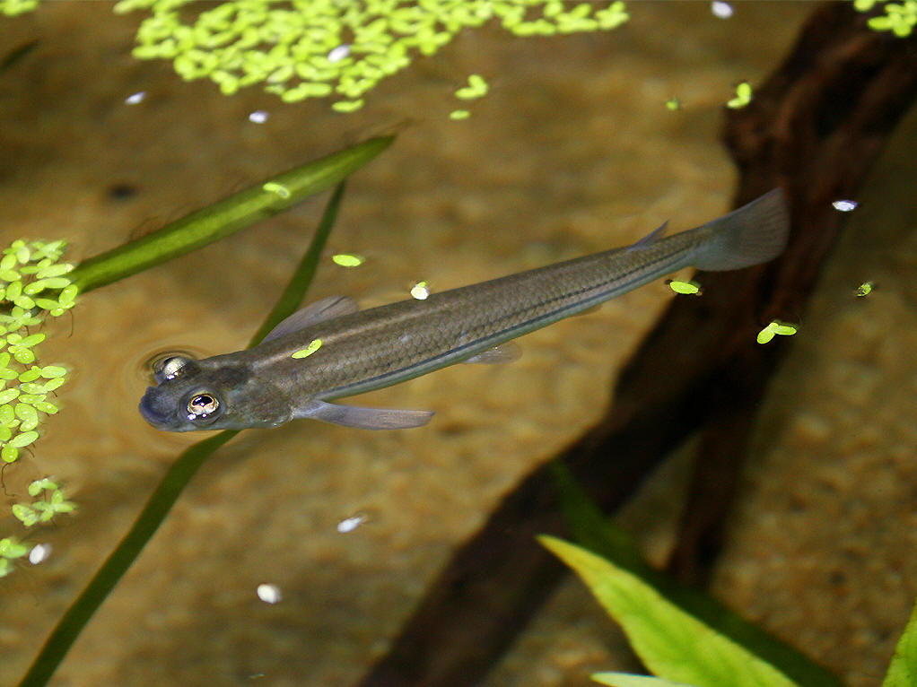  p>四眼鱼是一种生活在 a href="#" data-lemmaid="2219981">中美洲 