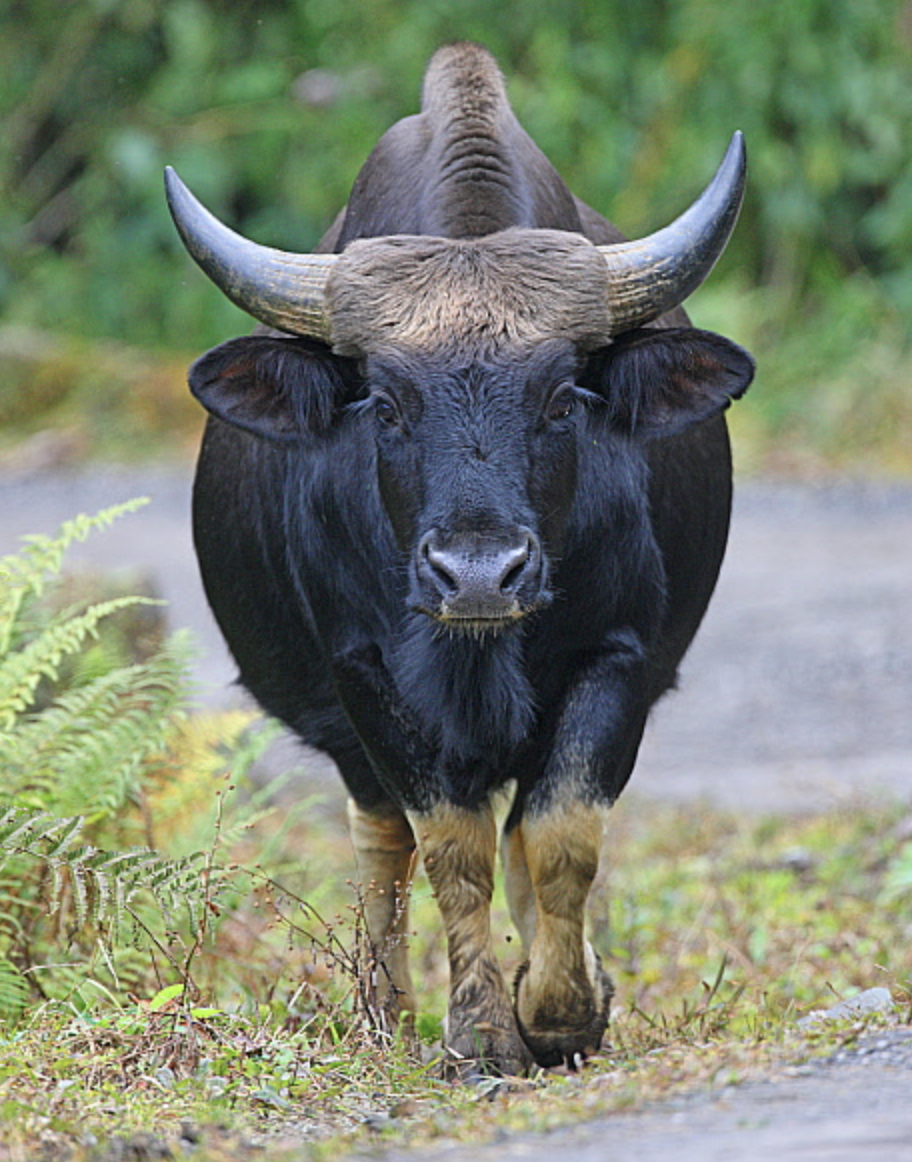 bos javanicus