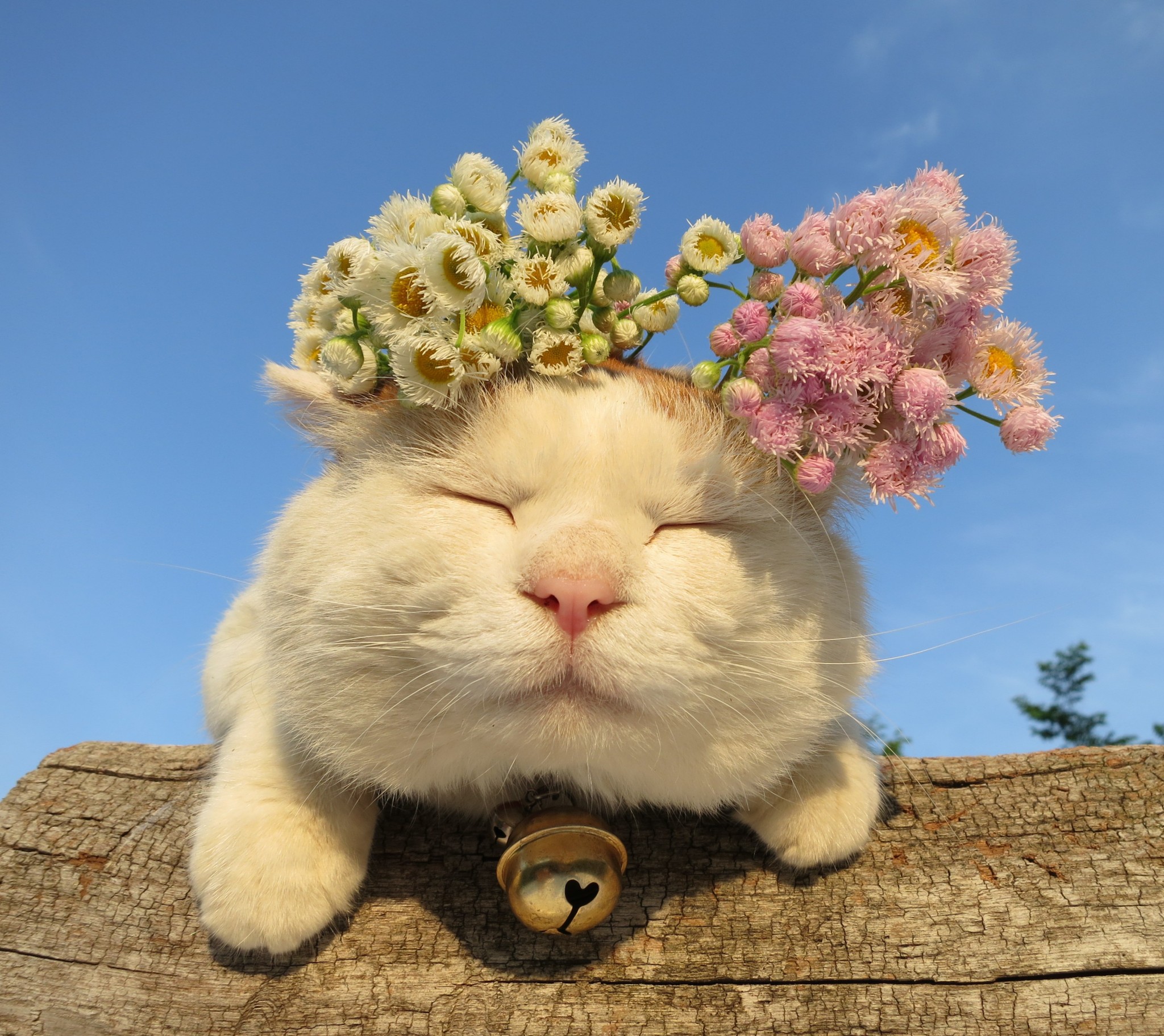 href="/item/猫叔">猫叔 /a>(2002年3月8日-2020年3月2日),超级明星猫