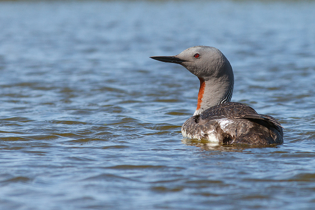  p>红喉潜鸟( a target="_blank" href="/item/学名/8074290" data