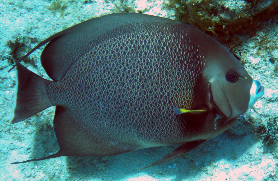  p>灰神仙是棘蝶鱼科的一种鱼,原产地是佛罗里达到巴西,西大西洋.