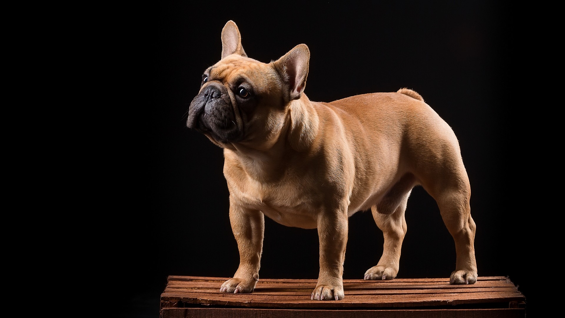 p>法国斗牛犬(french bulldog)是身体健壮,体型紧凑的小型犬,优秀的