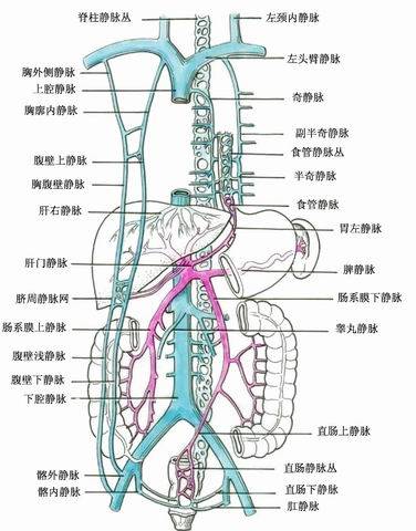 肝门静脉系_百度百科