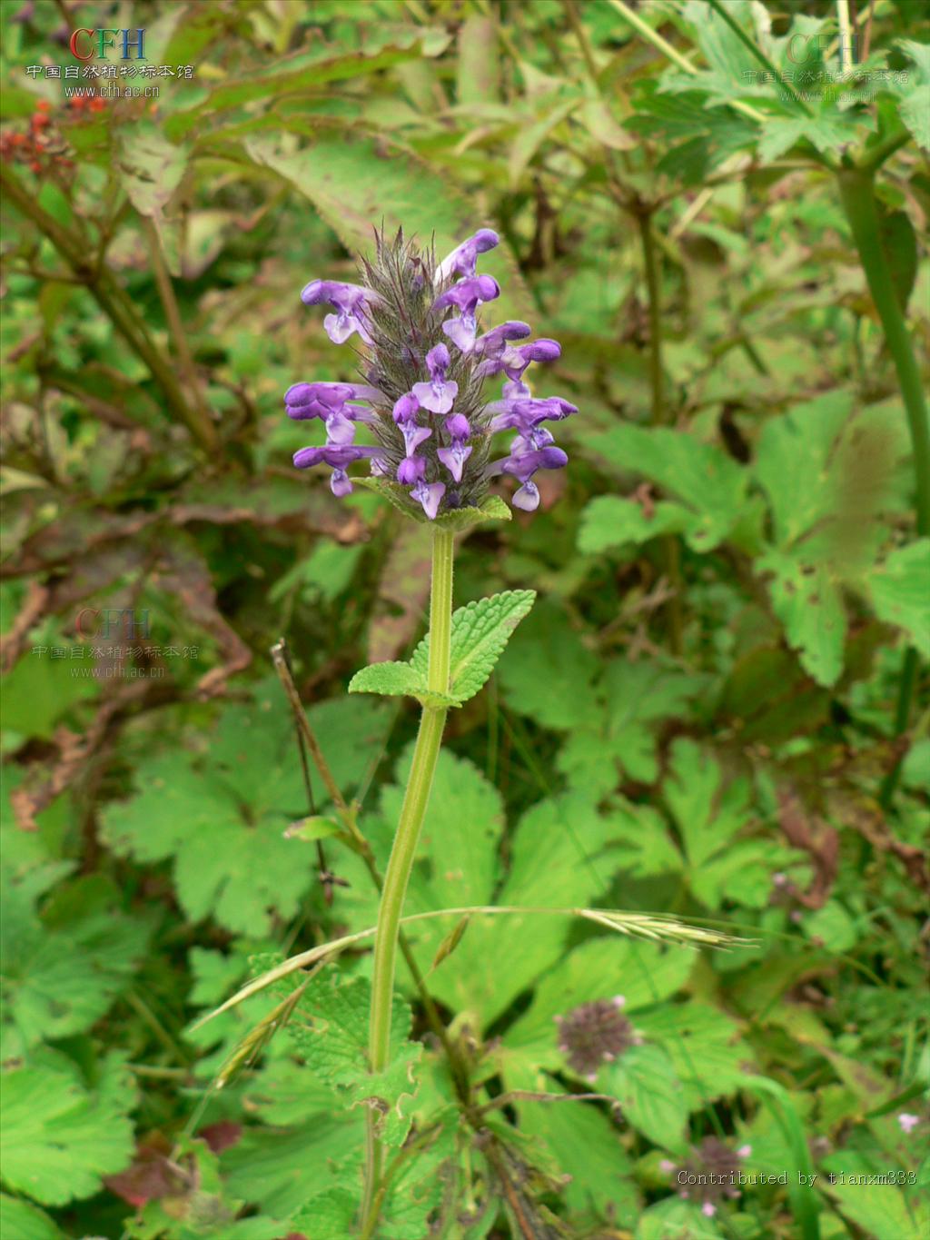 穗花荆芥