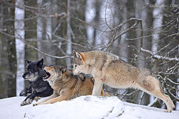  p>苔原狼 i>(学名:canis lupus albus) /i>是灰狼的一个亚种,属于