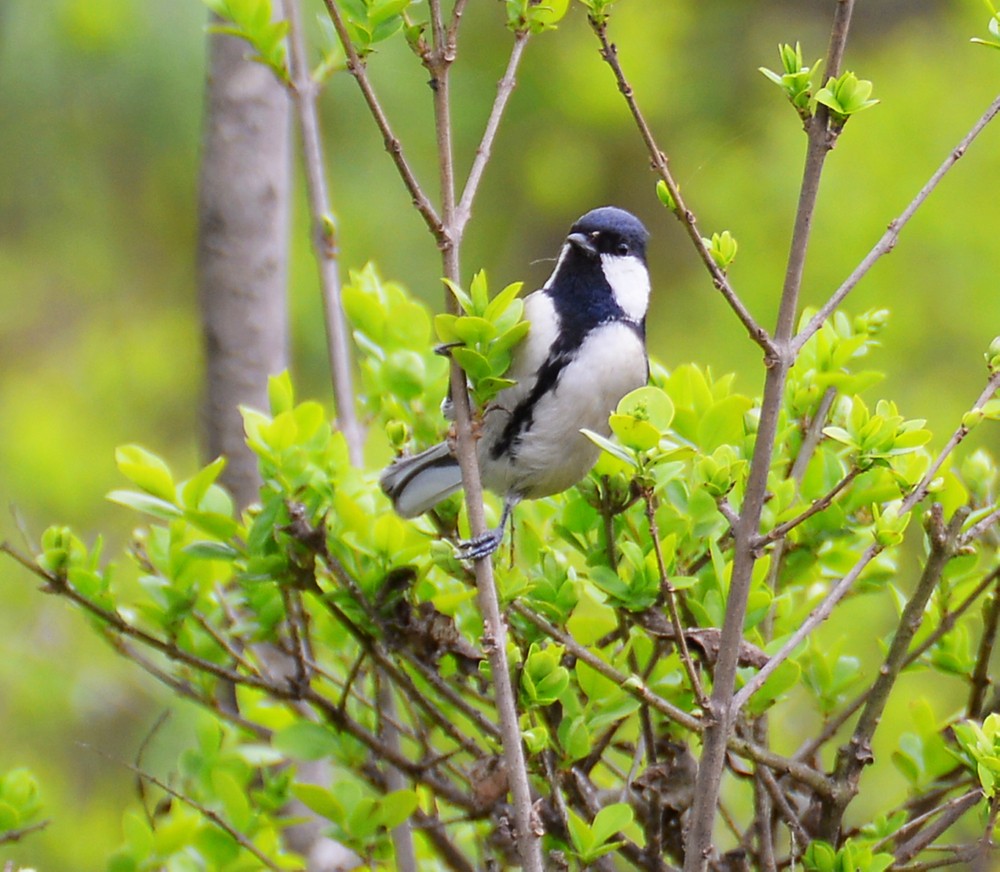 大山雀海南亚种