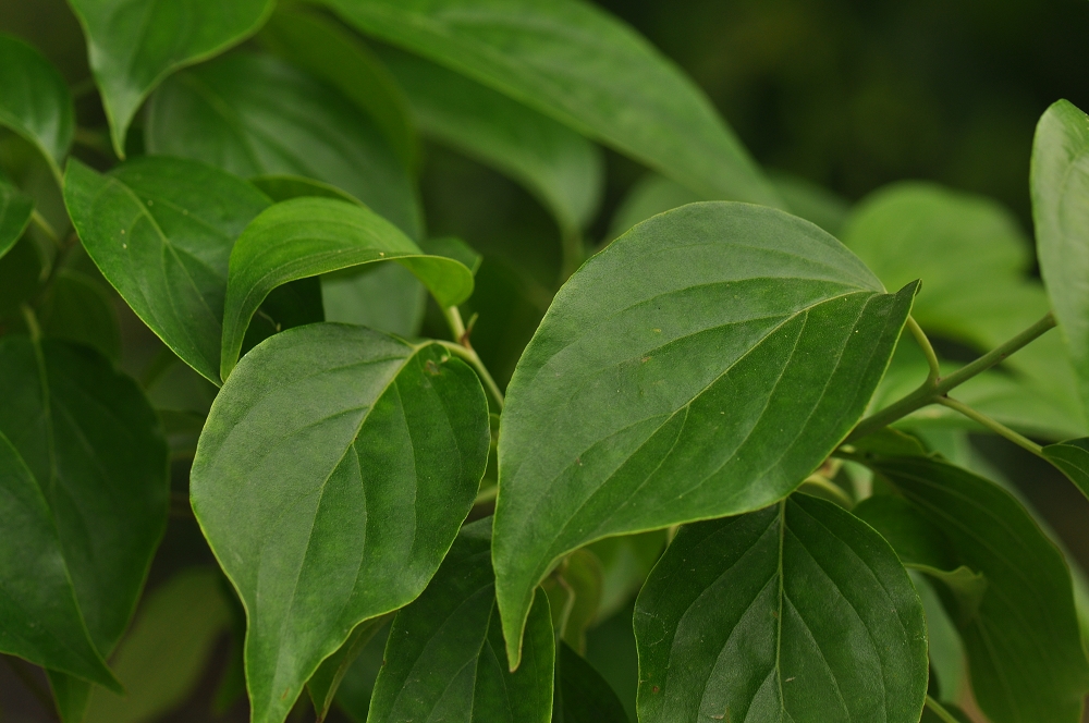  p>灰叶梾木(学名: i>swida poliophylla  /i>(schneid.