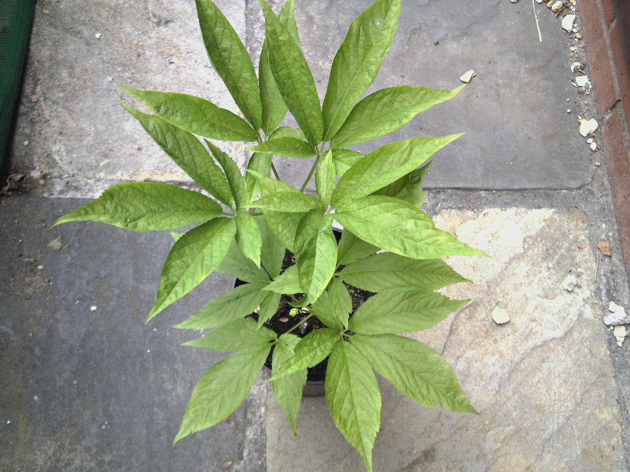  p data-id="gnbvt6bwly">竹节参(学名: i>panax /i>  i>japonicus /i