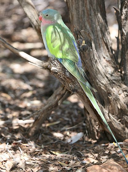  p>公主鹦鹉(学名:polytelis alexandrae )是 a href="#">鹦形目 /a> 