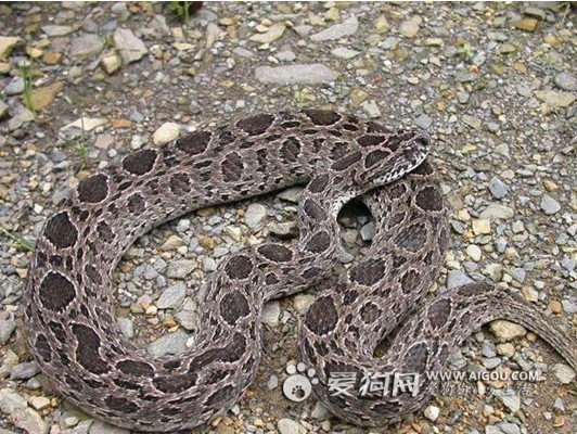  p>圆斑蝰(学名: i>daboia russelii siamensis /i>),又称百步金钱豹