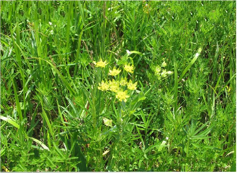 为《中国药典》收录的草药,药用部位为伞形科植物柴胡或狭叶柴胡的