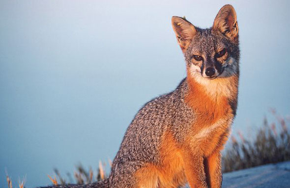  p>岛屿灰狐(学名: i>urocyon littoralis /i>):是一种小型 a href="