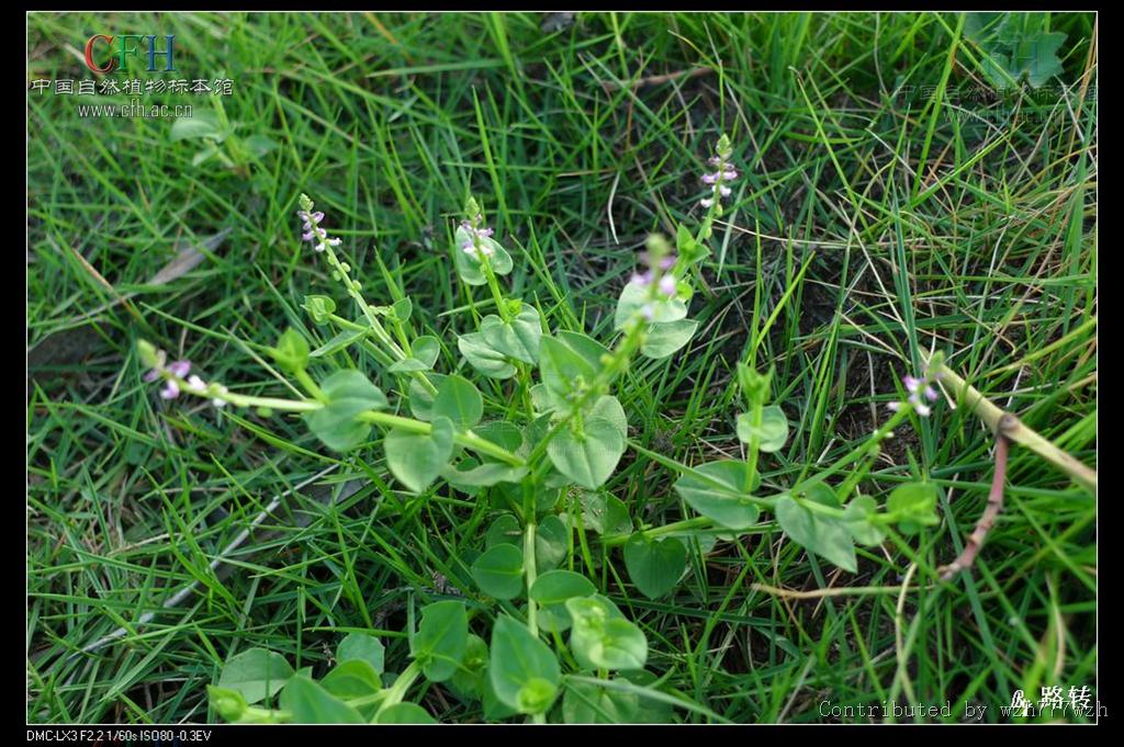  p>齿果草属(学名:salomonia lour.