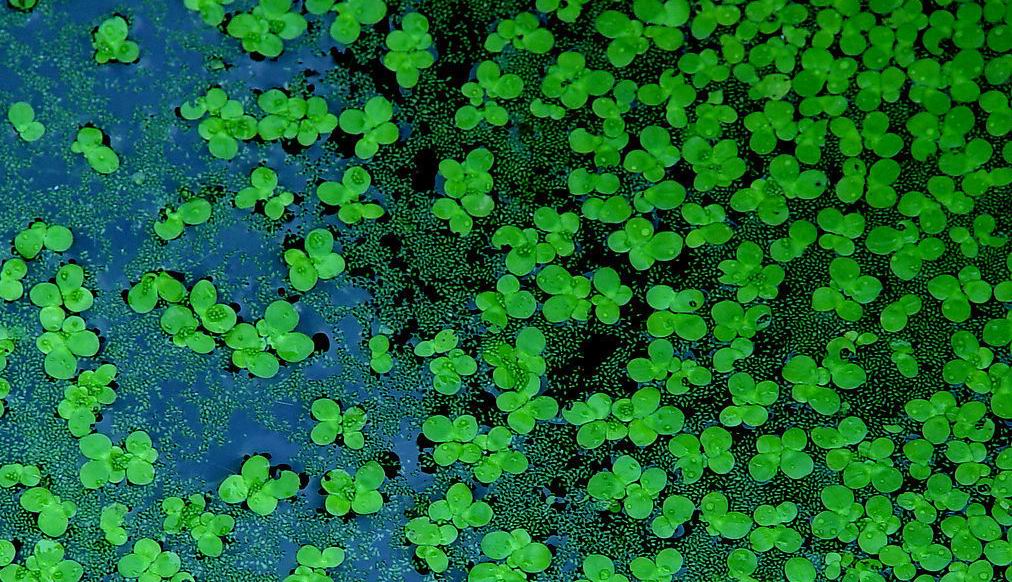  p>浮萍属(学名:lemna l.