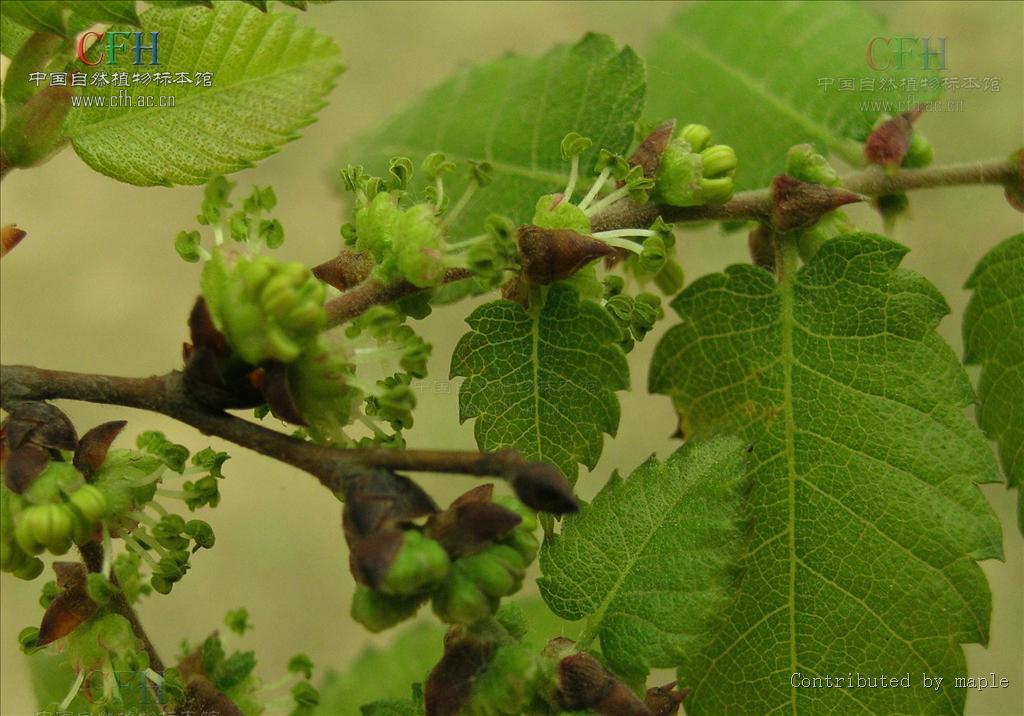  p>大果榉(学名: i>zelkova sinica  /i>schneid)是榆科,榉属乔木