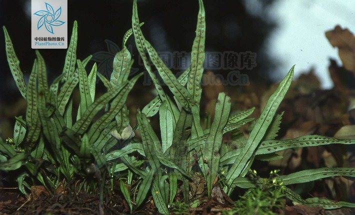  p> b>扭瓦韦 /b>(学名: i> b>lepisorus contortus /b> /i>)为水龙