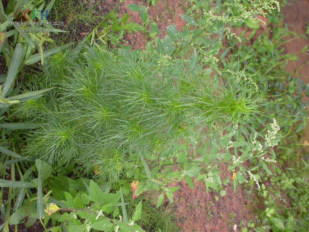 是菊科,蒿属多年生 a href="#" data-lemmaid="541696">草本 /a>唤