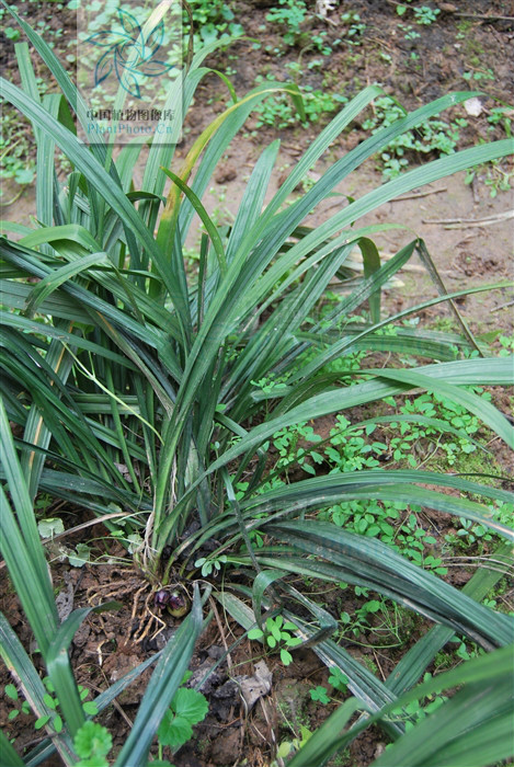  p>丛生蜘蛛抱蛋 i>(学名:aspidistra caespitosa /i>c.