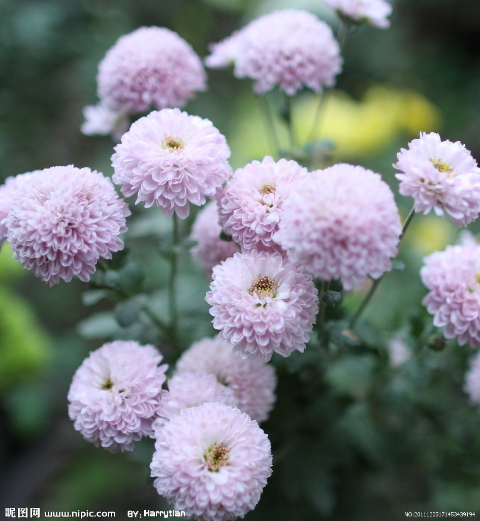  p>紫菊(学名: i>notoseris psilolepis  /i>shih)是菊科紫菊属的植物