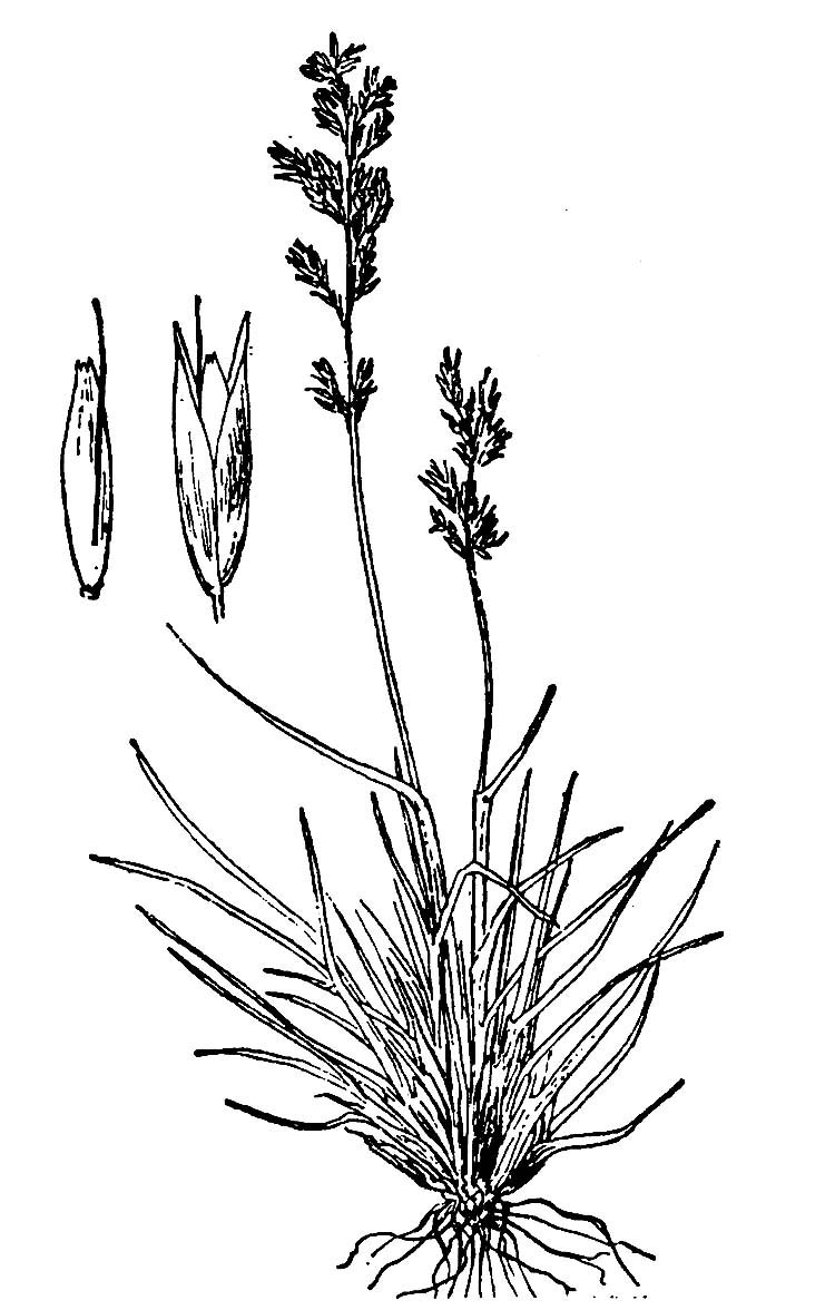 anthoxanthum var.alpinum